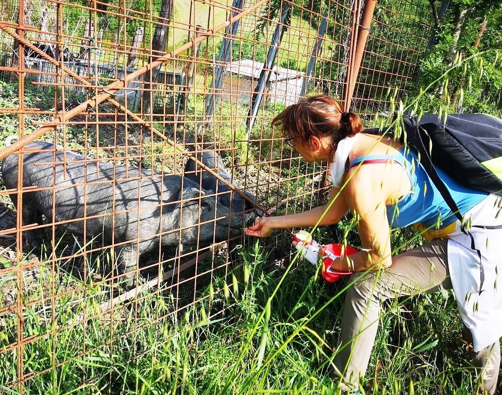 Monica e i maiali (provincia di Parma)