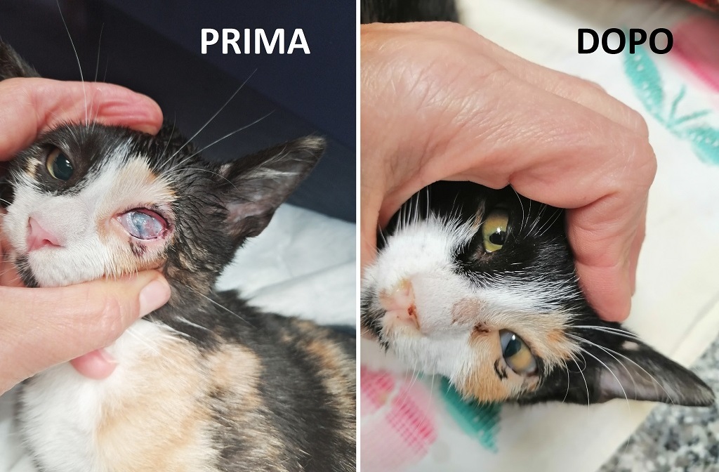 Un gatto operato all�occhio sinistro da Monica nel suo ambulatorio (Cesena)