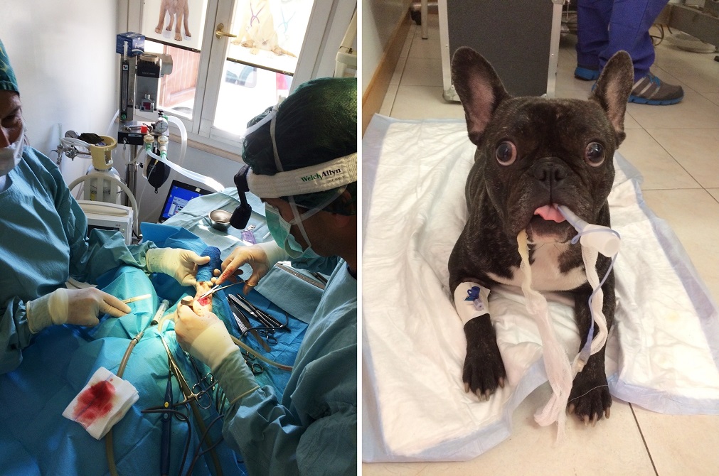 Intervento chirurgico di Monica a un cane nel suo ambulatorio veterinario (Cesena)