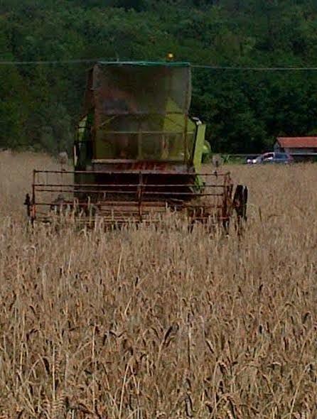 Trebbiatura del grano a Cuirone