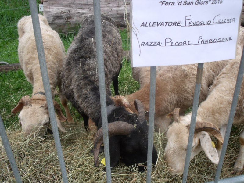 FIERA DI SAN GIORGIO 2015 FRABOSA SOTTANA