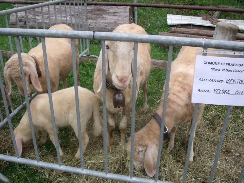 FIERA DI SAN GIORGIO 2015 FRABOSA SOTTANA