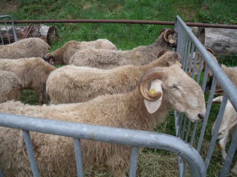 FIERA DI SAN GIORGIO 2015 FRABOSA SOTTANA