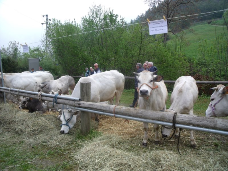 FIERA DI SAN GIORGIO 2015 FRABOSA SOTTANA