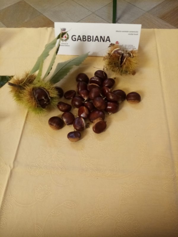 35 SAGRA DELLA CASTAGNA FRABOSA SOTTANA 2023