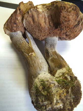 Tylopilus Felleus