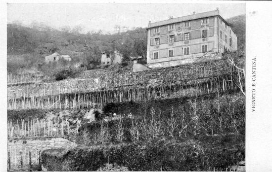 Vigneti Fossa dei carboni(F,coll. fam. Tentori)