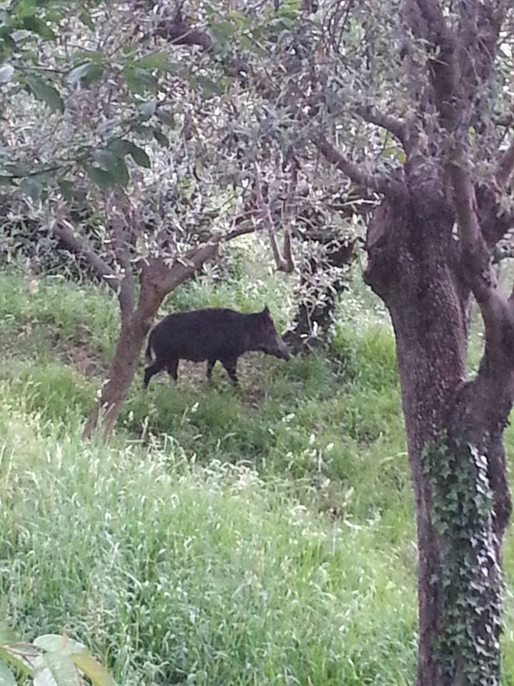 Cinghiale tra gli olivi(f.Sonia Marsano)