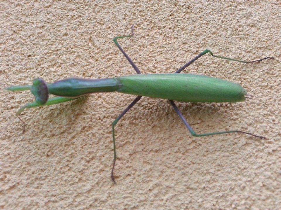 Mantide Religiosa (f.Sonia Marsano)