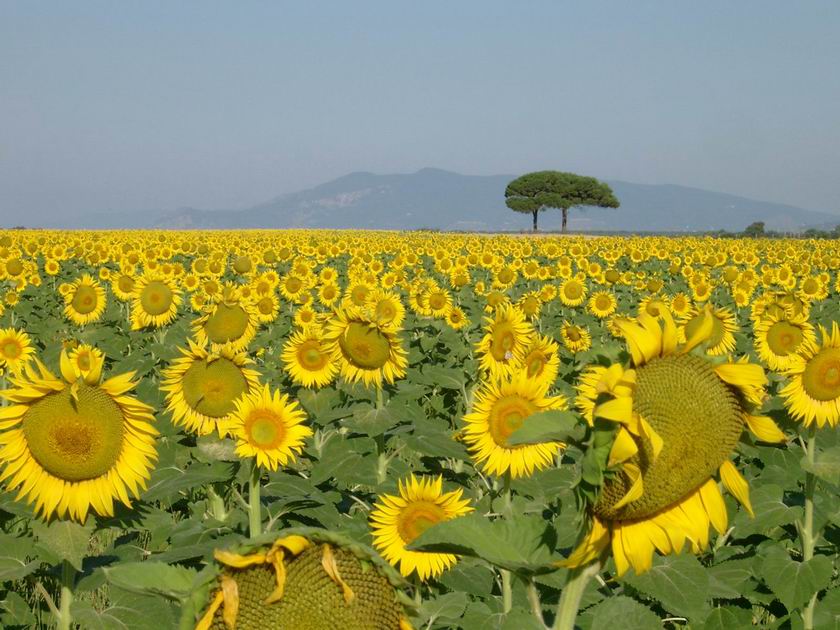 Girasoli sull'Argentario